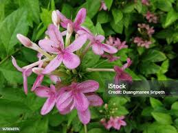 Image result for Ruspolia seticalyx