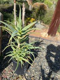 Image result for Aloe arborescens
