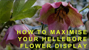 Harvest hellebores when they are mature, and they'll not wilt. How To Cut Back Hellebores To Show Off Their Flowers Youtube