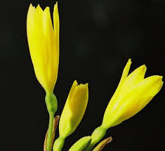 Image result for Cyrtanthus breviflorus