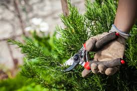 Image result for rosemary pruning