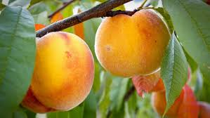Peaches (Prunus Persica)