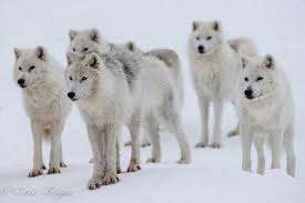 Beautiful Wolf Dog Wolf Life Artic Wolf