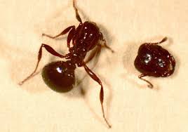Pest control prices vary greatly between different pest control companies. Pest Control Ants Become Headless Zombies