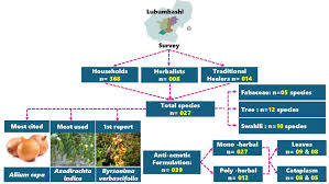 Image result for Uapaca sansibarica