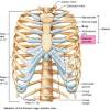 The sternum is a long, flat bone that protects the underlying muscles, organs, and important arteries within the chest. Https Encrypted Tbn0 Gstatic Com Images Q Tbn And9gctrx1tozg08lhdnhh4cj1r2ccbqoqftphjawyxqjbhpnfmou 7a Usqp Cau