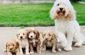 Alabama alaska arizona arkansas california colorado connecticut delaware district of columbia florida georgia hawaii idaho illinois indiana iowa kansas kentucky louisiana maine maryland massachusetts michigan minnesota. Sutter Buttes Labradoodles South Mountain Doodles California Labradoodle Bernedoodle Puppies