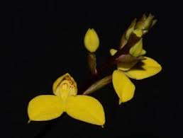Image result for Disa cryptantha