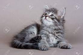 Not well known outside of the soviet union until after the cold war ended, they were. Siberian Kitten On Grey Background Stock Photo Picture And Royalty Free Image Image 3696255