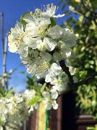 Meine Pflaumenbaume Stehen In Voller Blute Kirschbaumblute Baum Pflanzen