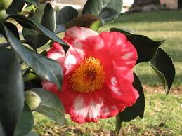 R L Wheeler Variegated Variegated Plants Camellia