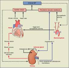 Pin On Hypertension