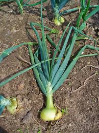 Per tanto, è consigliato farsi un'insalata e un frutto e non avviarsi. Allium Cepa Wikipedia