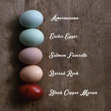 what color does your chicken lay amercauna easter egger