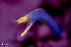 Image result for Rinorea elliptica