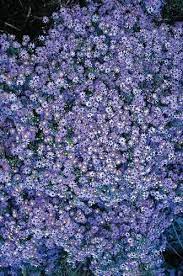 Pin On Blue Garden