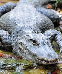 Super Alligator Price Disclosed - European Security & Defence
