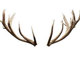 Deer Antlers Horns Png Image Isolated Objects Textures For Photoshop Antlers Black And White Cartoon Photoshop