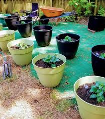 Keep soil moist, watering freely in dry weather. Growing Pepper Plants In Pots Chilepeppers Com