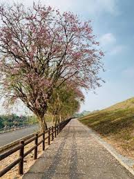 The site owner hides the web page description. çƒå±±é ­æ°´åº«é¢¨æ™¯å€