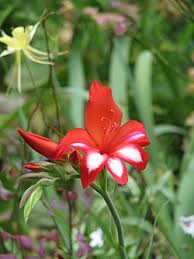 Image result for Gladiolus microspicatus
