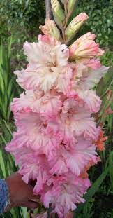 Origami Gladiolus Flower Gladiolus Amazing Flowers