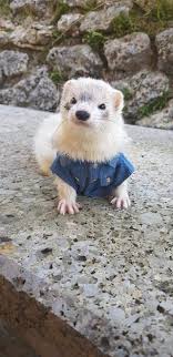 pin em ferrets