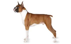 A boxer puppy is considered to have a white coat when more than 30 percent of the coat is white colored. Boxer Dog Breed Information Pictures Characteristics Facts Dogtime