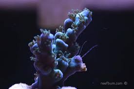 Image result for Acrotome tenuis