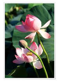 We did not find results for: Lotus Flowers And Buds Posters And Prints Posterlounge Co Uk
