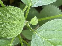 Image result for Urticaceae