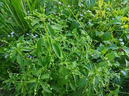 Image result for Micrococca mercurialis