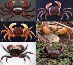 Image result for Tristachya lualabaensis