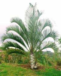 Image result for Dypsis decaryi