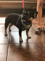 Fan page for frenchie enthusiasts who own, love, want, or admire frenchies. French Bulldog Colors Dream Valley Frenchies