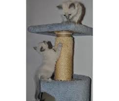 Available solid, ticking and marbled colors cats. Balinese Long Hair Siamese Kittens Blue Seal Points For Sale In Denver Colorado Classified Americanlisted Com