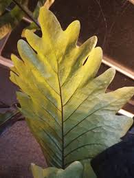 Image result for Drynaria volkensii