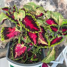 Image result for Coleus