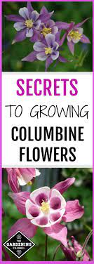Pin On Garden Ideas