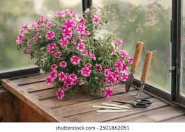 Image result for foto petúnie