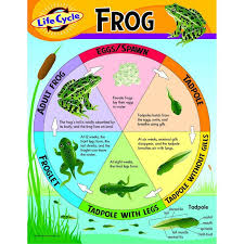 Chart Life Cycle Of A Frog Life Cycles Science Life Cycles Frog Life