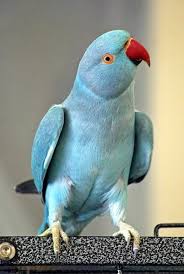 Birds And Animals Norwegian Blue Parrot Pet Birds Animals Animals Beautiful