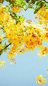 Nature Wallpaper Nature Wallpaper Hd Nature Wallpaper Mobile Nature Wallpaper Android Nature Wall Wallpaper Iphone Summer Nature Wallpaper Hd Nature Wallpapers