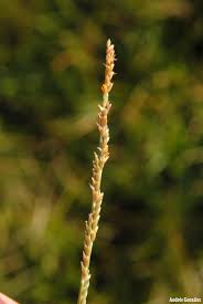 Image result for Setaria geminata