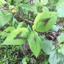 Image result for Persicaria strigosa