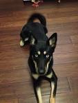 Doberman Pinscher Siberian Husky Mix: Dobsky Breed Info
