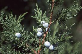 Image result for Juniperus
