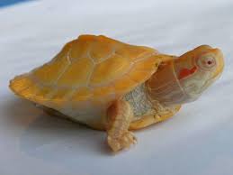 It is an aquatic turtle who occasionally will leave the water mainly for basking in the light. Dwarf Turtles For Sale Small Turtles For Sale Slider Spotted Terrapins