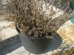 Maybe you would like to learn more about one of these? How To Care For Mums In Spring Dengarden