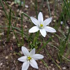 Check spelling or type a new query. Wallpapers Spring Flowers Wallpaper Nature All Free Download Free Photos Photos777 Net
